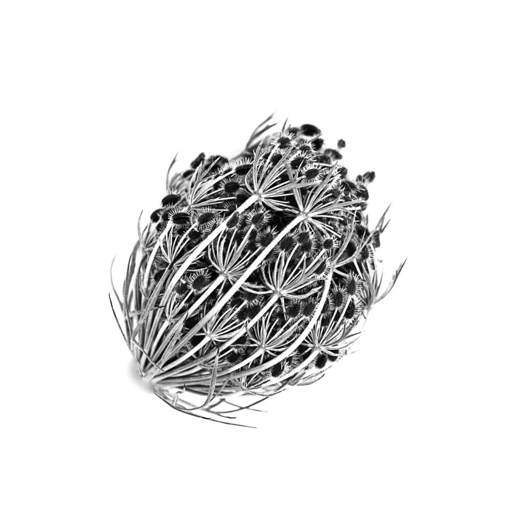 Photographe Entreprises Limoges Limousin Haute Vienne Entreprise Sarah Escola 72